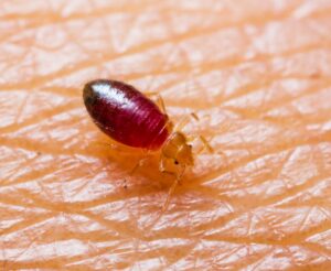 Some Tips For bed bug control